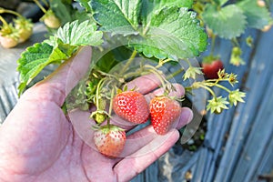 strawberry plant farm, fresh ripe strawberry field for harvest strawberries picking on hand in the garden fruit collected