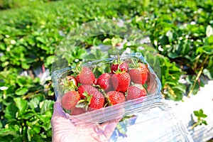 Strawberry plant farm, fresh ripe strawberry field for harvest strawberries picking on plastic box in the garden fruit collected