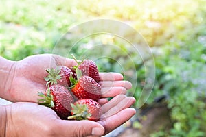 Strawberry plant farm, fresh ripe strawberry field for harvest strawberries picking on hand in the garden fruit collected