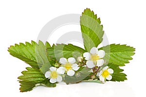 Strawberry Plant in Flower