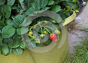 Strawberry plant in flower pot