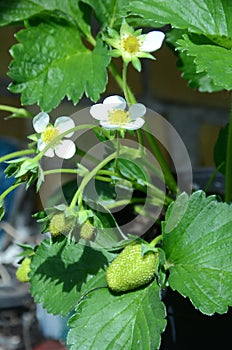 Strawberry plant with flowers in bloom and some flowers tat have started to become berries