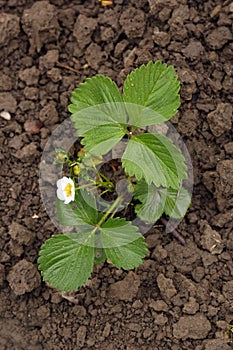 Strawberry plant