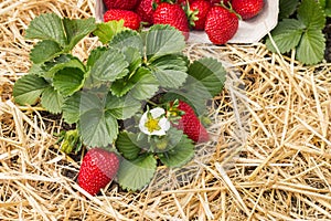 Strawberry plant with freshly picked organic strawberries in a paper punnet