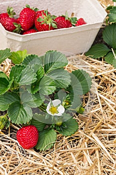 Strawberry plant with freshly picked strawberries in cardboard punnet