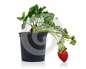 Strawberry plant with fruits in pot