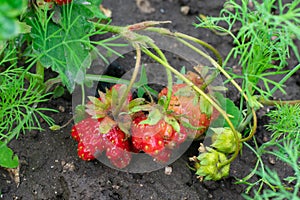 Strawberry plant in garden bed with deformed berries because of boron lack