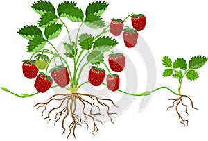 Strawberry plant with green leaves, ripe red berries and daughter plant