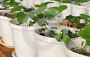 Strawberry plant growing in pot