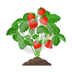 Strawberry plant growing in the soil full of ripe strawberries, red fruits and green leaves - vector botanical