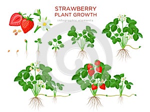 Strawberry plant growing stages from seeds, seedling, flowering, fruiting to a mature plant with ripe red fruits - set