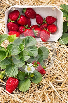 Strawberry plant growing on straw in organic garden with freshly picked strawberries in a paper punnet
