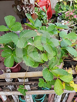 A strawberry plant grows a pot without fruit