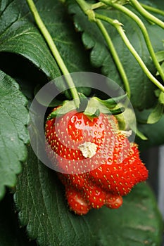 Strawberry Plant Growth In The Garden