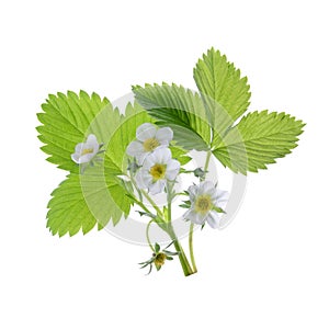 Strawberry plant isolated on white background