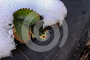 A strawberry plant with a leaves and a flower under the snow. Snow on strawberries