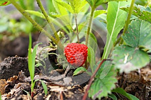 Strawberry plant, outdoor shot. bush clubbers with red berries