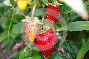Strawberry plant, outdoor shot. bush clubbers with red berries