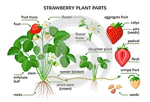 Strawberry plant parts, botanical drawings with the names of plant parts, morphology. Set of vector illustrations