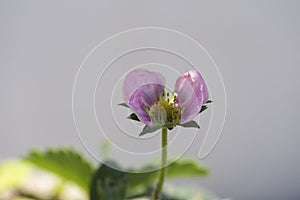Strawberry plant with pink flower