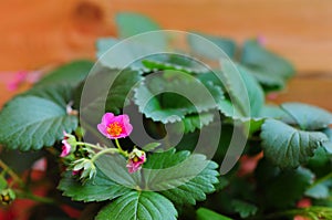 Strawberry plant with pink flower in bloom