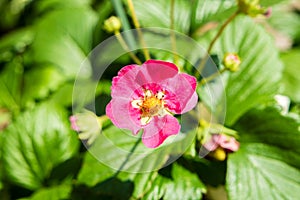 Strawberry plant with pink flowers