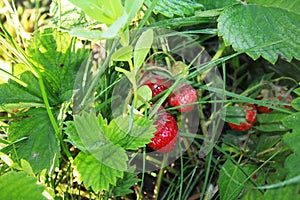 Strawberry plant with red berry in the garden.