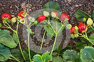 Strawberry plant with ripe and unripe strawberries growing in organic garden