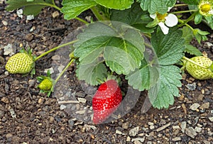 Strawberry plant with ripe and unripe strawberries growing in organic garden