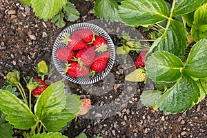 Strawberry plant with ripe and unripe strawberries growing in organic garden