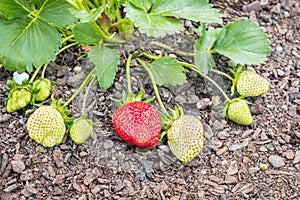 Strawberry plant with ripe and unripe strawberries in organic garden