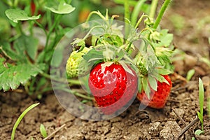 Strawberry plant with ripening berries growing