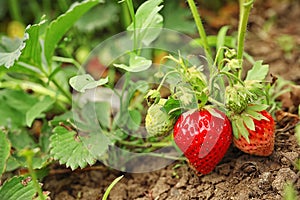 Strawberry plant with ripening berries in field