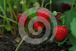 Strawberry plant with ripening berries growing in field