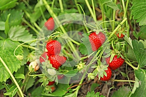 Strawberry plant with ripening berries photo