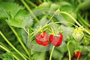 Strawberry plant with ripening berries