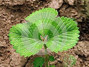 Strawberry plant sprout in soil