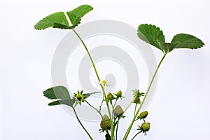 Strawberry plant still life