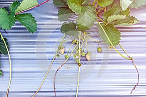 strawberry plant in strawberries field