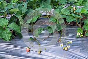 strawberry plant in strawberries field