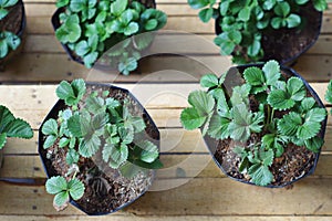 Strawberry plant, strawberry farm, strawberry agriculture