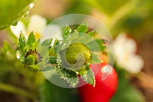 Strawberry plant with unripe berries on background, closeup