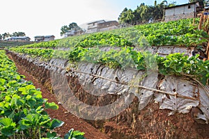 Strawberry plantation farm field in angkhang photo