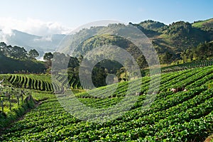 Strawberry plantation field