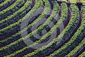 strawberry plantation in high mountain chiangmai northern of thailand