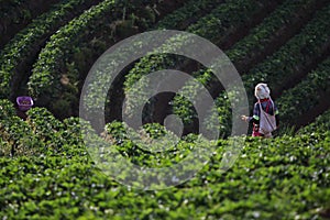 strawberry plantation at highmounatin village chiangmai northern of thailand