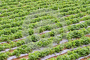 Strawberry plantation