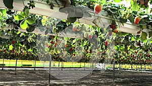 Strawberry plantation in a modern greenhouse with raised beds on shelves under a transparent plastic and net roof,