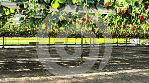 Strawberry plantation in a modern greenhouse with raised beds on shelves under a transparent plastic and net roof,