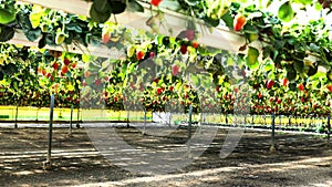 Strawberry plantation in a modern greenhouse with raised beds on shelves under a transparent plastic and net roof,